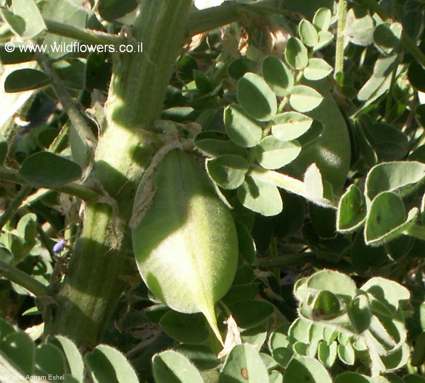 Astragalus macrocarpus